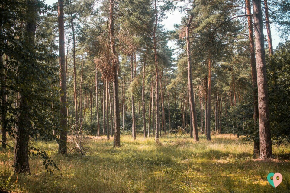 Premium Wanderweg Galgenvenn