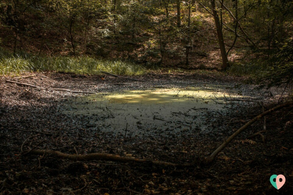 Galgenvenn Moor
