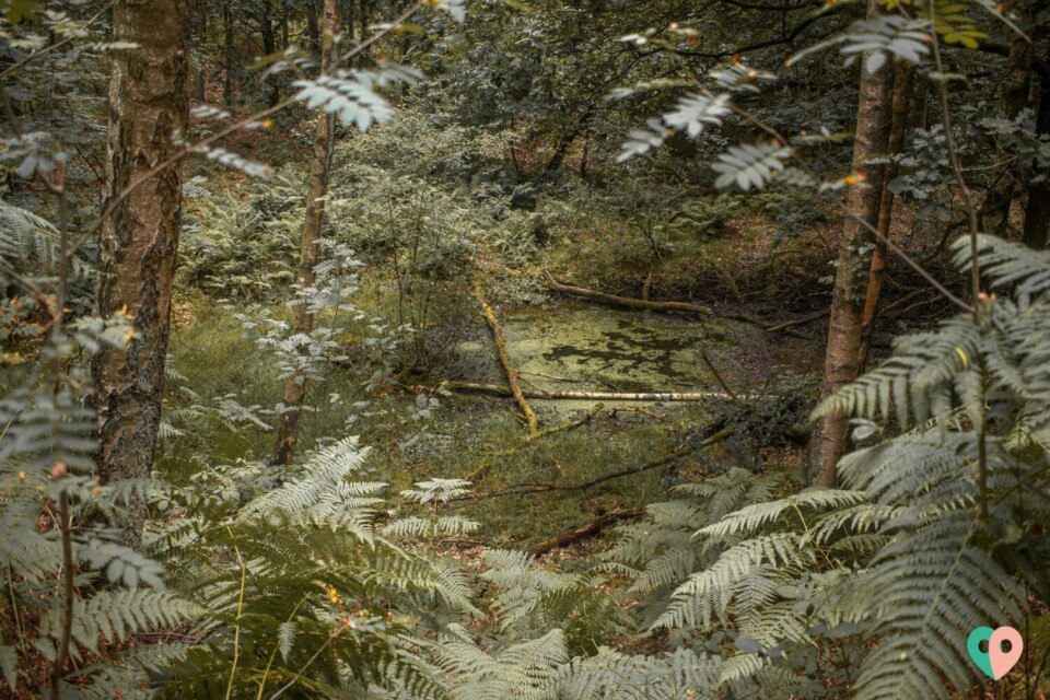 Galgenvenn Moor
