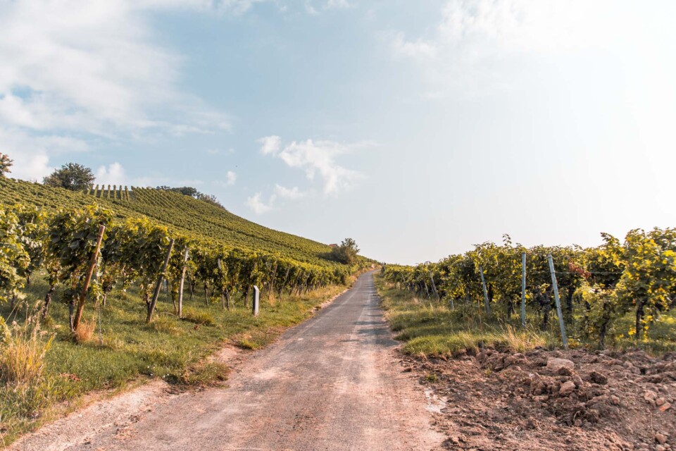 Wein-Panorama-Weg in Heilbronn