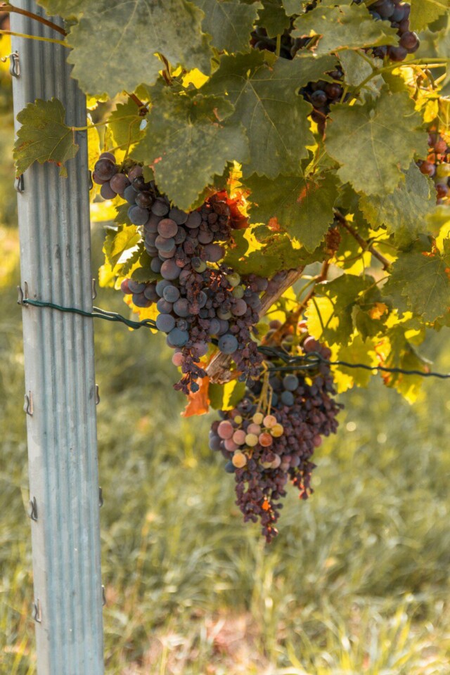 Wein-Panorama-Weg in Heilbronn