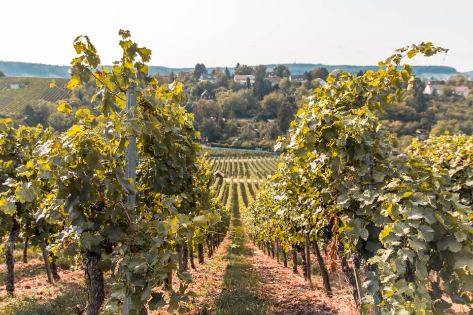 Wein-Panorama-Weg in Heilbronn