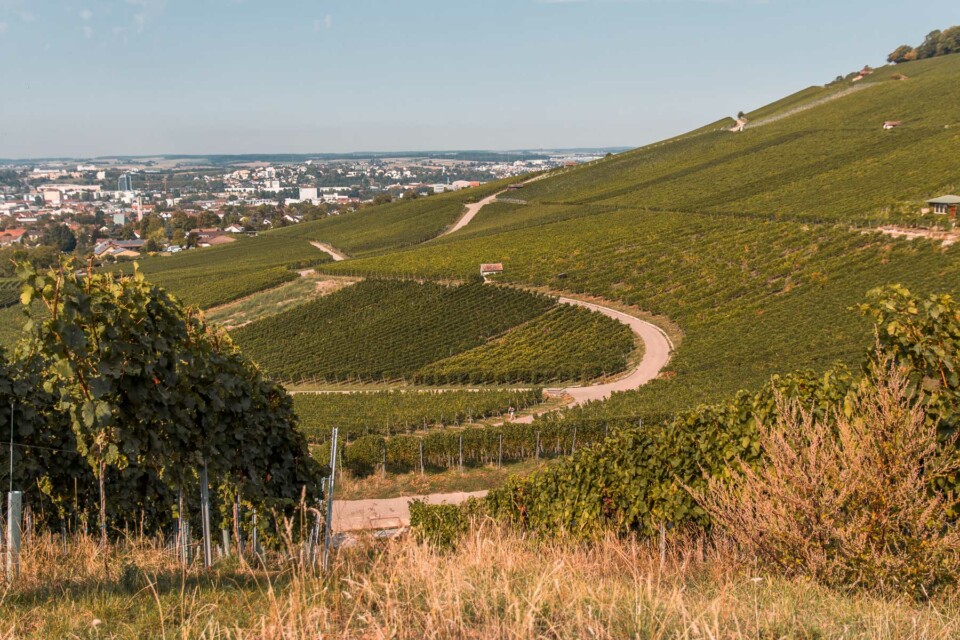 Wein-Panorama-Weg in Heilbronn