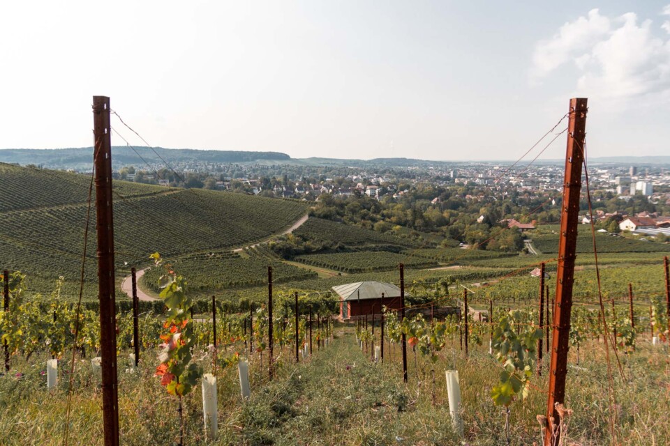 Wein-Panorama-Weg in Heilbronn