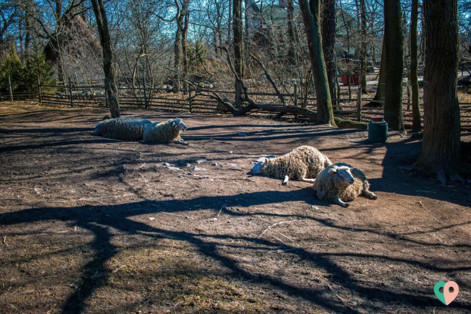 Freilichtmuseum Skansen in Stockholm