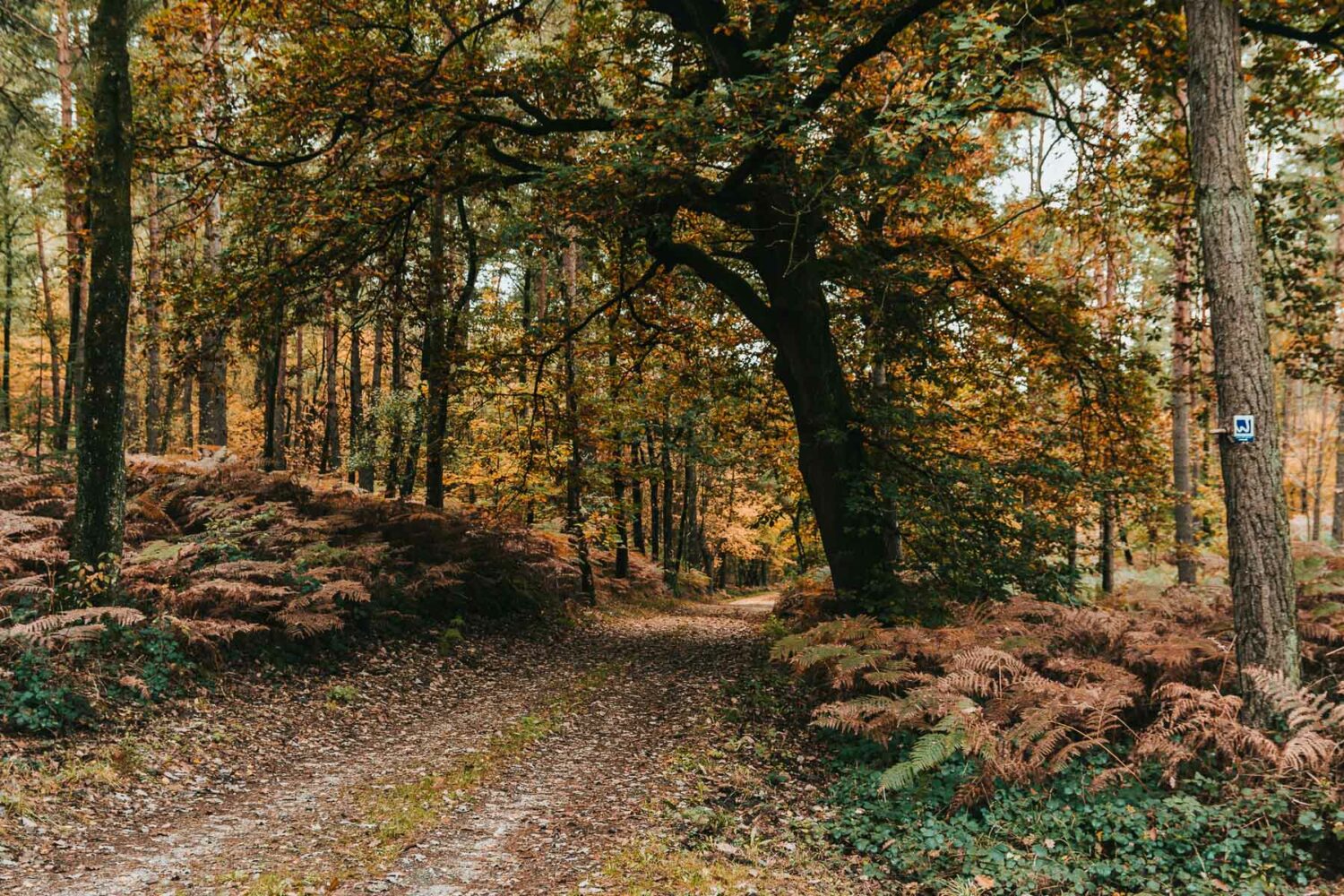 Der Premium-Wanderweg Birgeler Urwald am Niederrhein