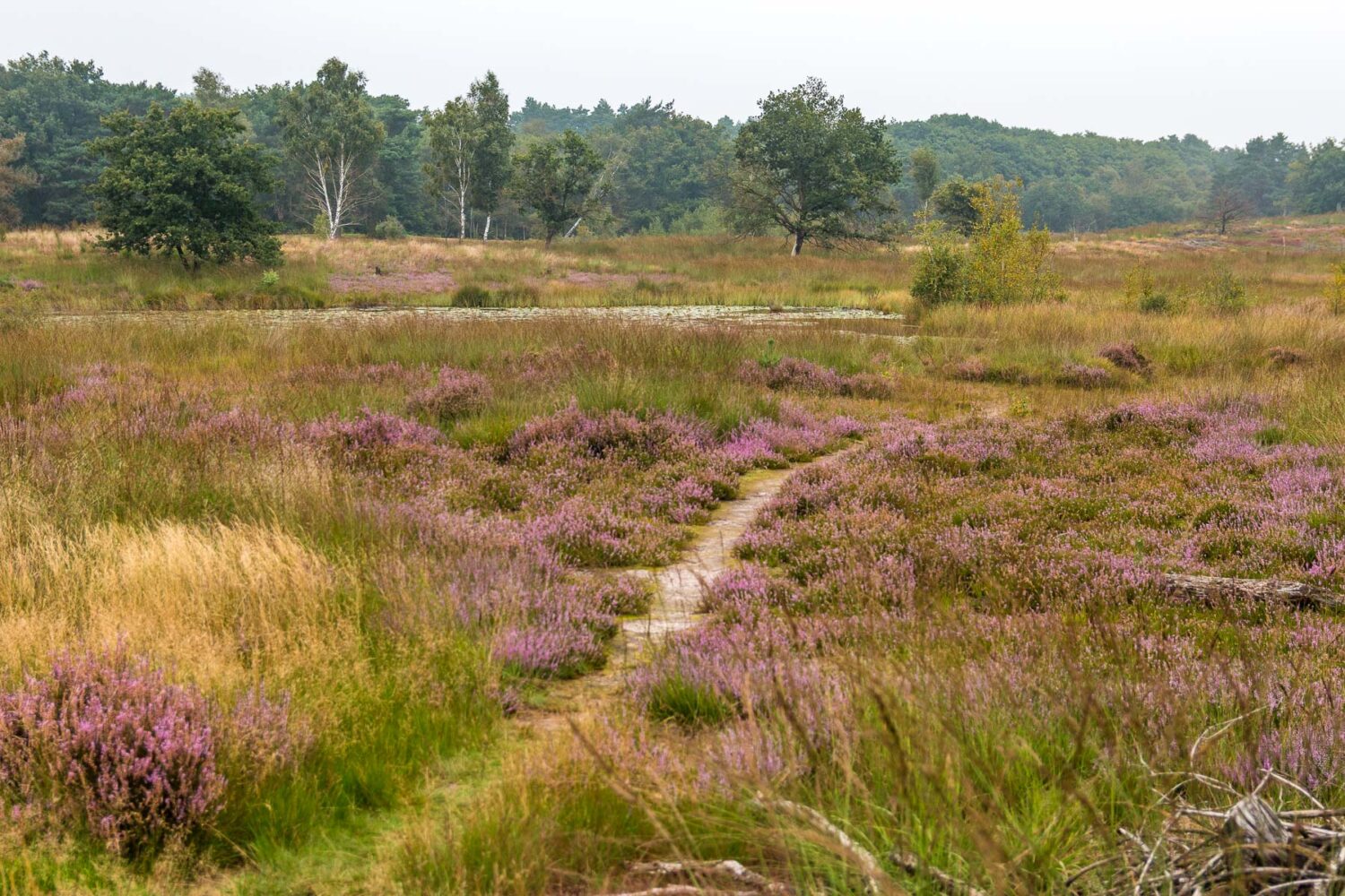 Der Premium-Wanderweg Meinvennen im Nationalpark De Meinweg