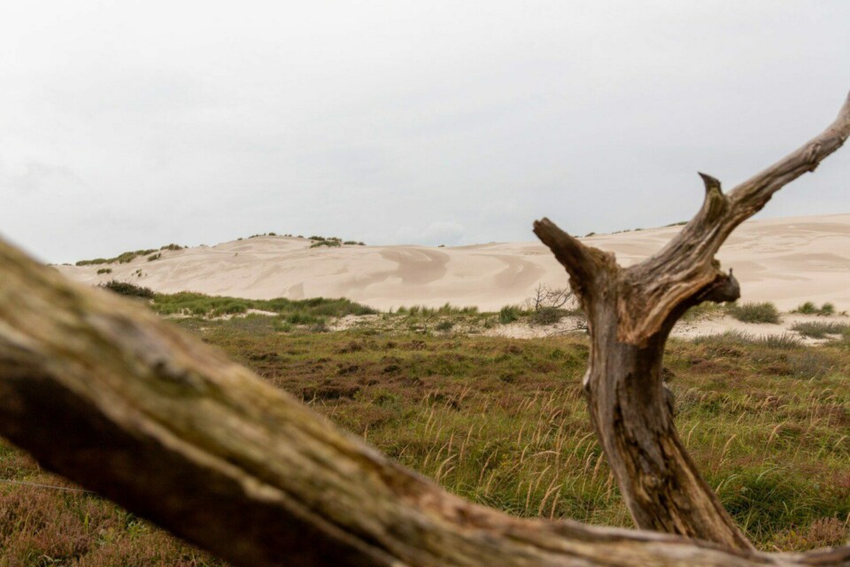 Bergen aan Zee