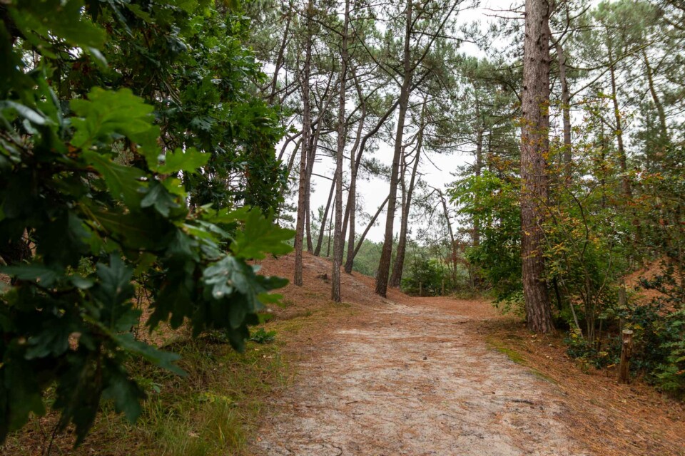 Wandern in den Schoorlse Duinen