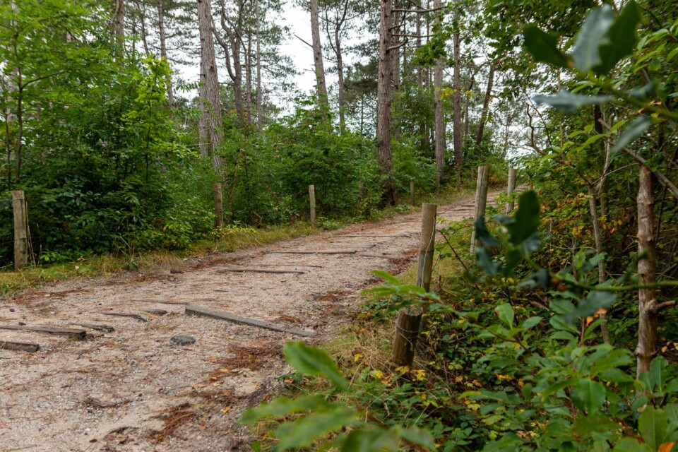 Wandern in den Schoorlse Duinen