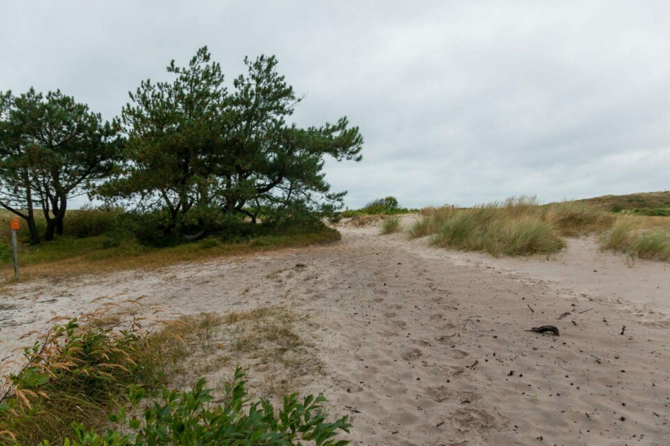 Wandern in den Schoorlse Duinen