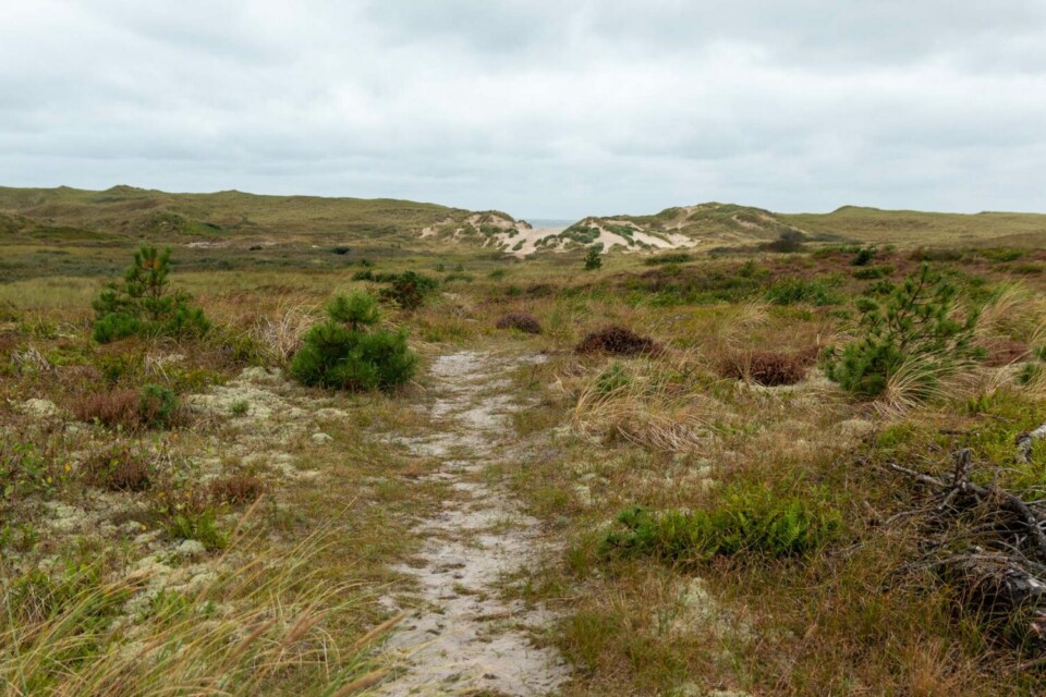 Wandern in den Schoorlse Duinen