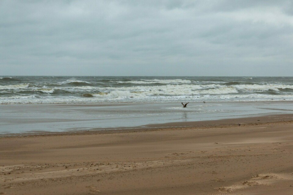 Wandern in den Schoorlse Duinen