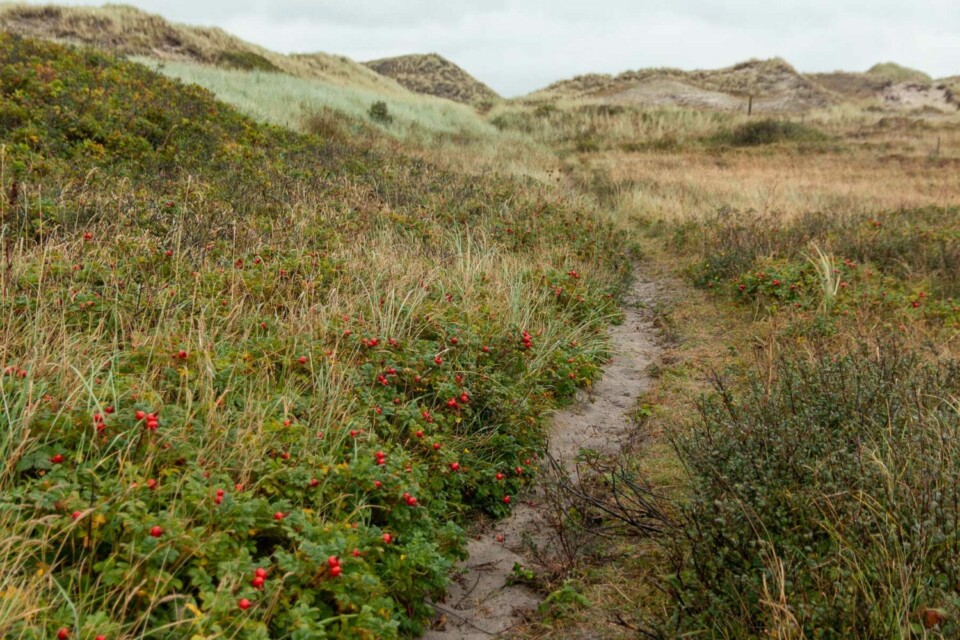 Wandern in den Schoorlse Duinen