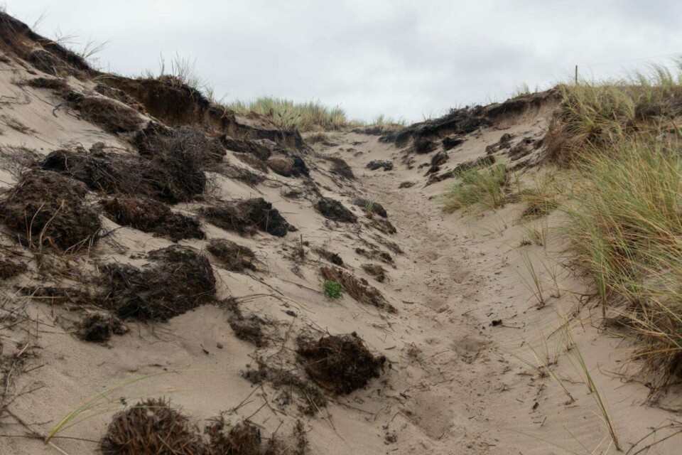 Wandern in den Schoorlse Duinen