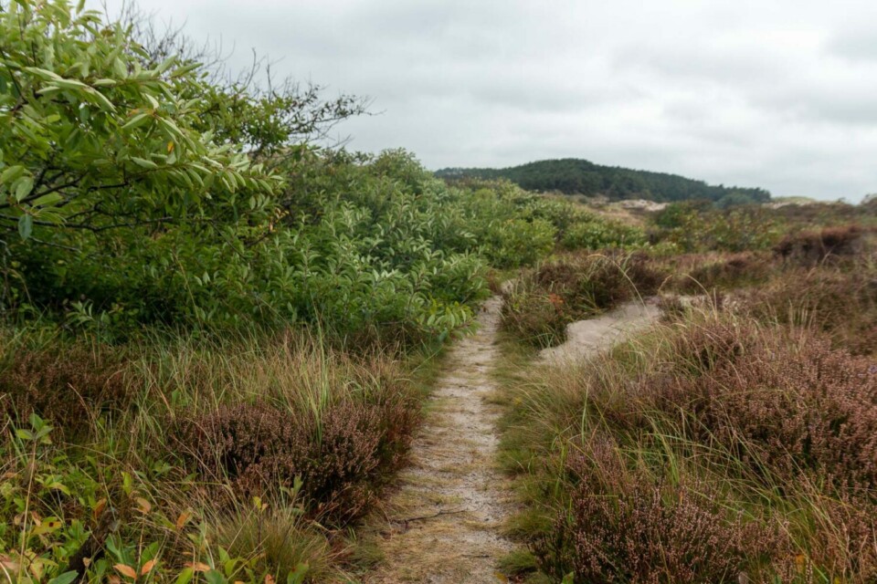 Wandern in den Schoorlse Duinen