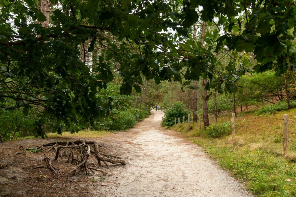 Wandern in den Schoorlse Duinen