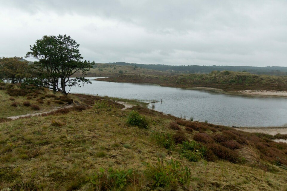 Wandern in den Schoorlse Duinen
