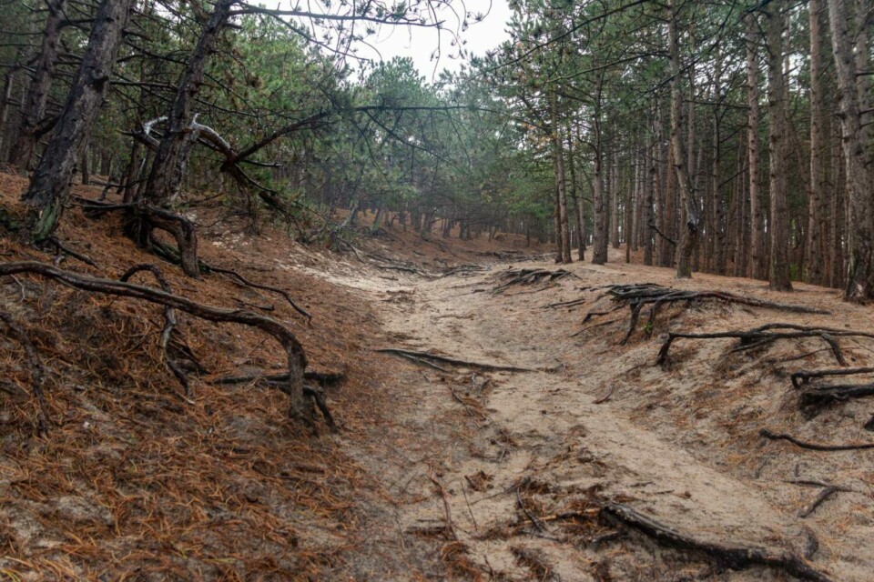 Wandern in den Schoorlse Duinen