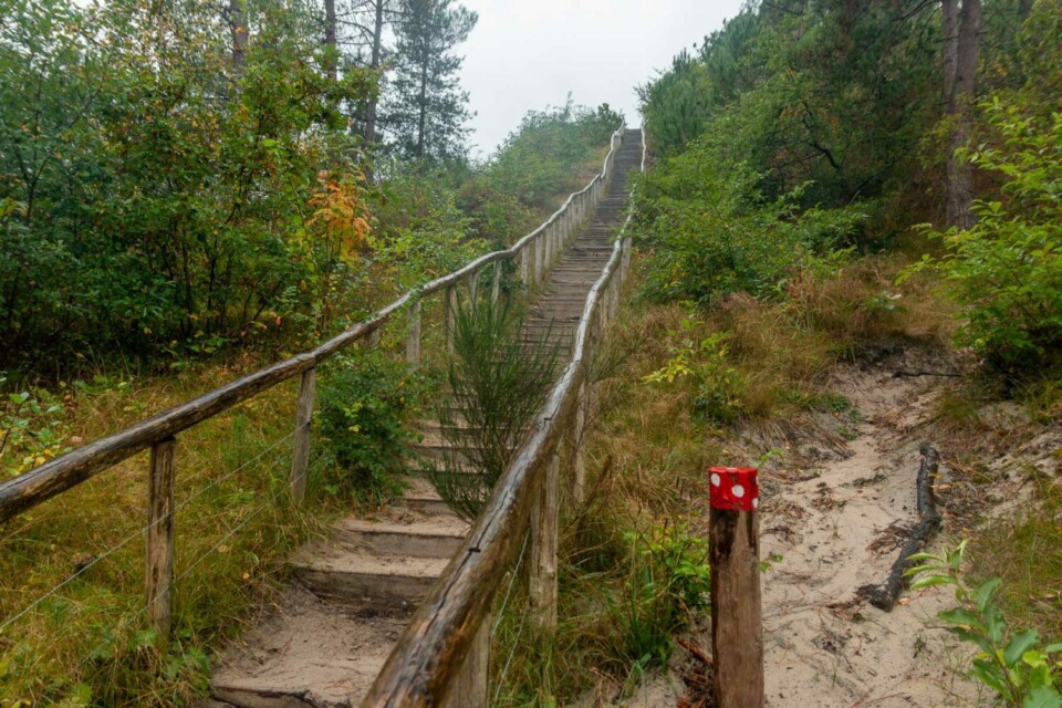 Wandern in den Schoorlse Duinen