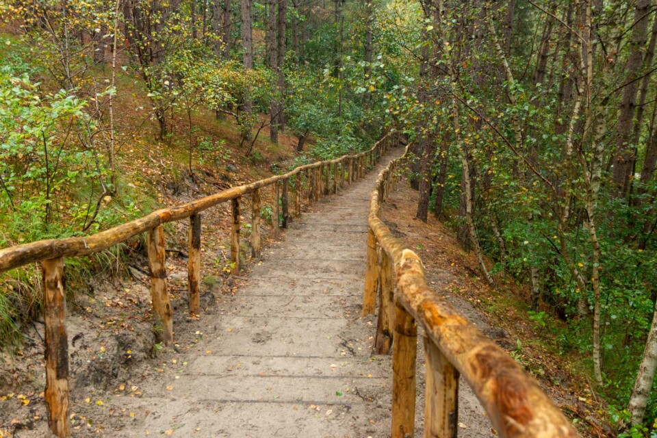 Wandern in den Schoorlse Duinen