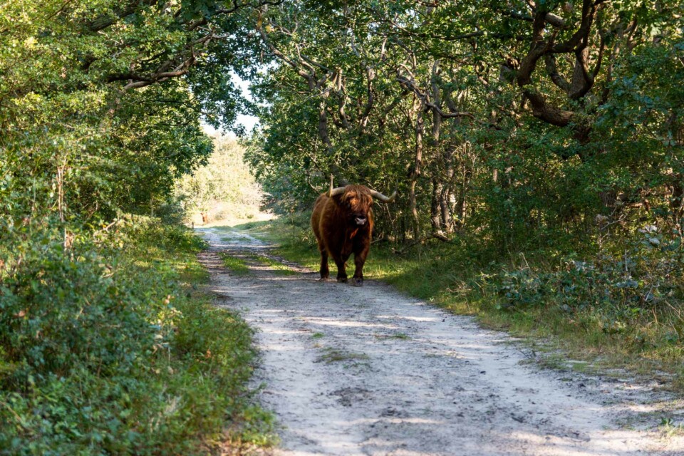 Wandern im Noordhollands Duinreservaat bei Egmond aan Zee