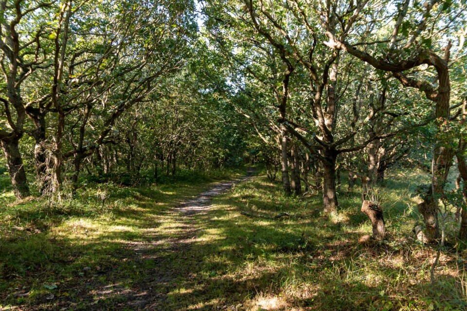 Wandern im Noordhollands Duinreservaat bei Egmond aan Zee