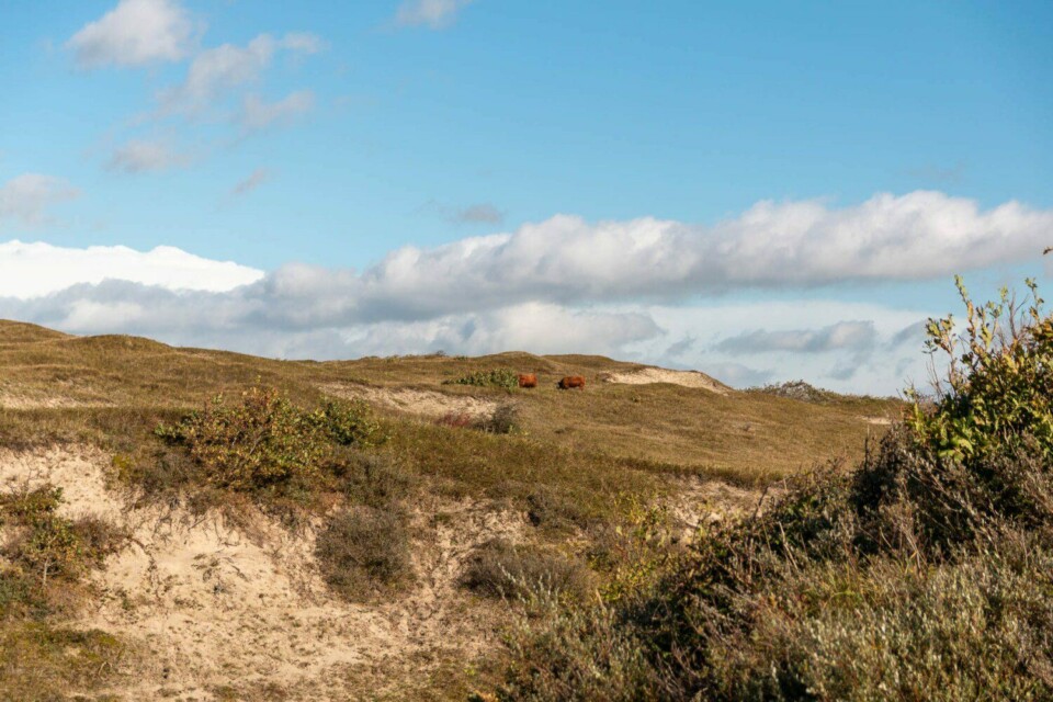 Wandern im Noordhollands Duinreservaat bei Egmond aan Zee