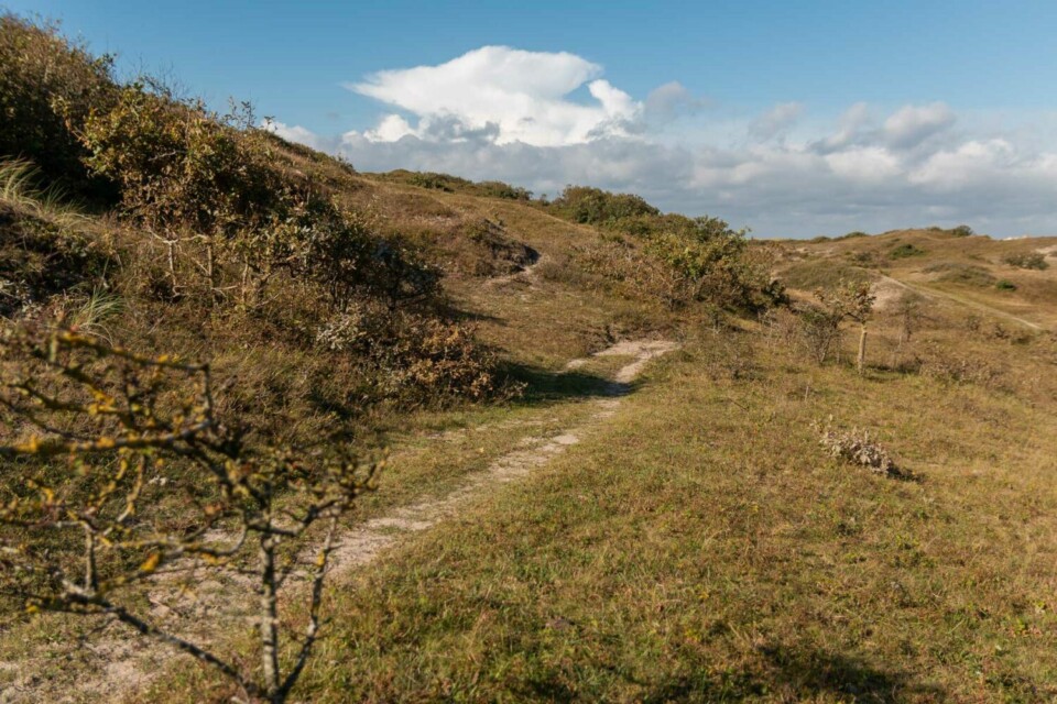 Wandern im Noordhollands Duinreservaat bei Egmond aan Zee