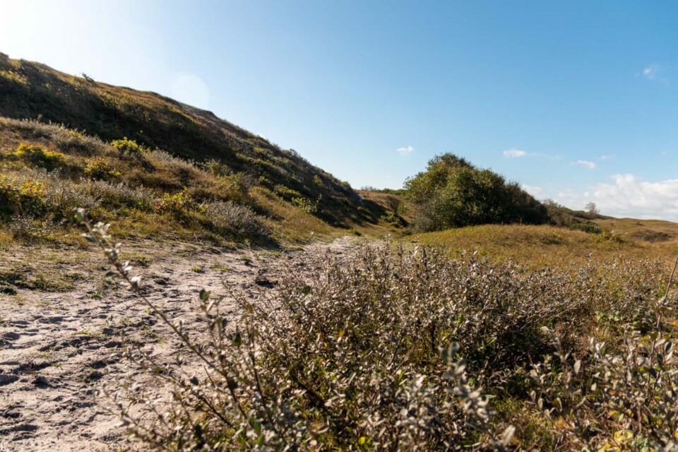 Wandern im Noordhollands Duinreservaat bei Egmond aan Zee