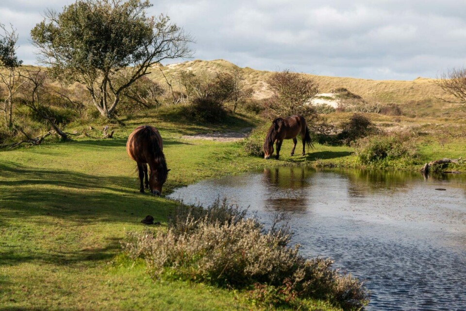 Wandern im Noordhollands Duinreservaat bei Egmond aan Zee