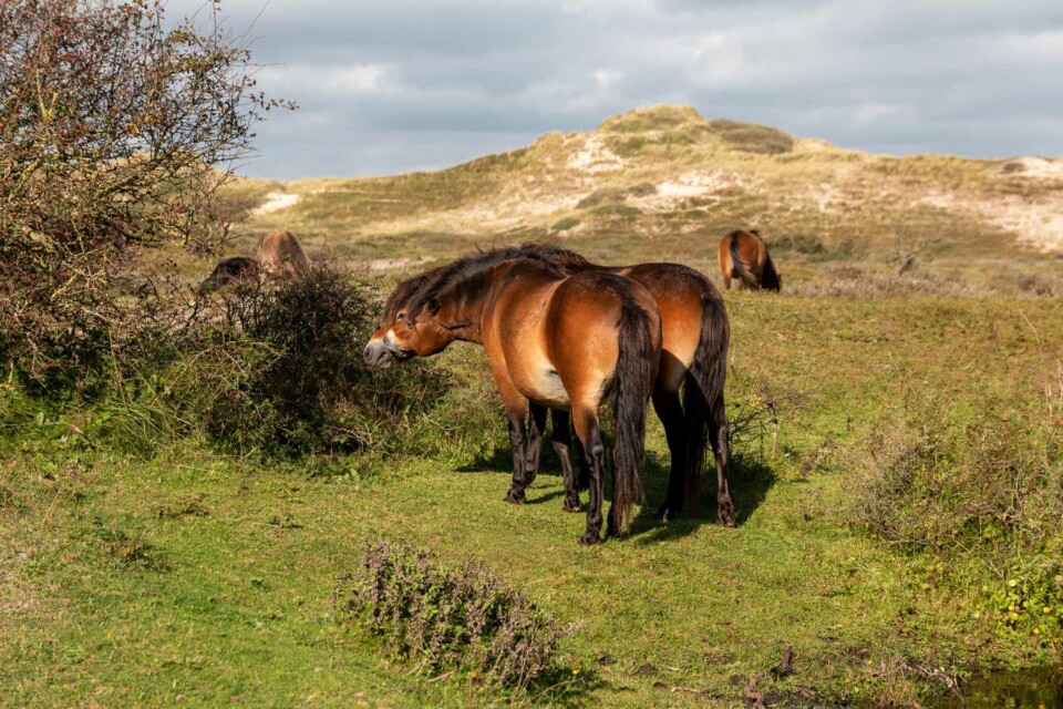 Wandern im Noordhollands Duinreservaat bei Egmond aan Zee