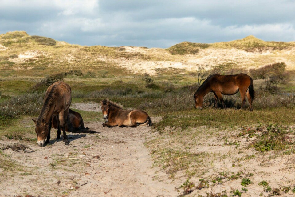 Wandern im Noordhollands Duinreservaat bei Egmond aan Zee
