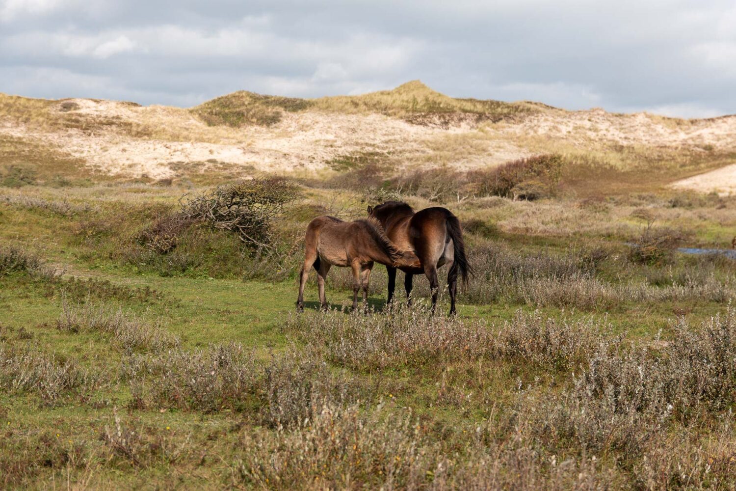 Urlaub in Nordholland – Tipps für Ausflüge & Aktivitäten