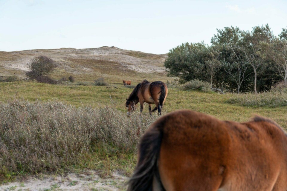 Wandern im Noordhollands Duinreservaat bei Egmond aan Zee