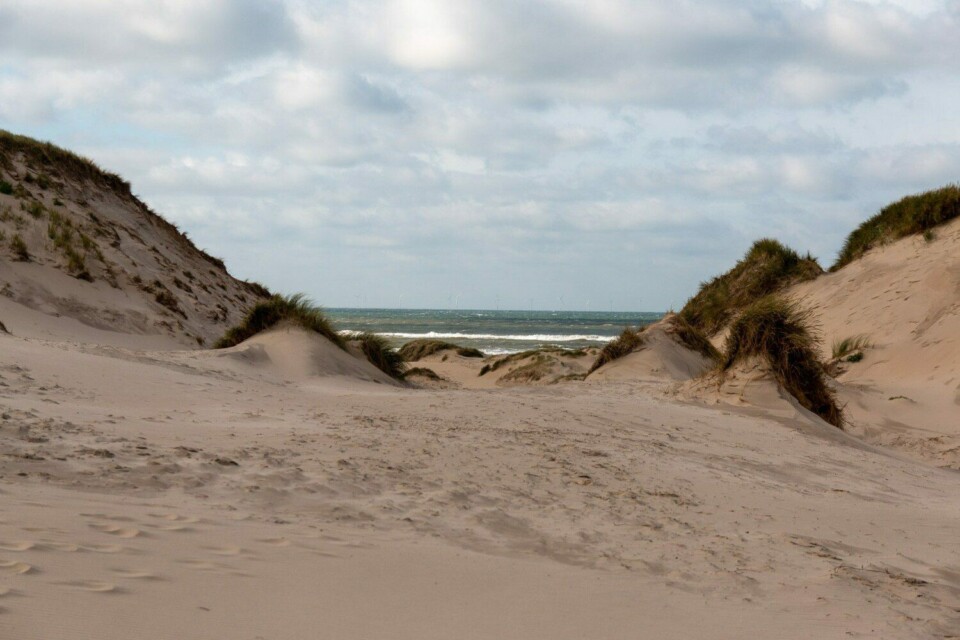Wandern im Noordhollands Duinreservaat bei Egmond aan Zee