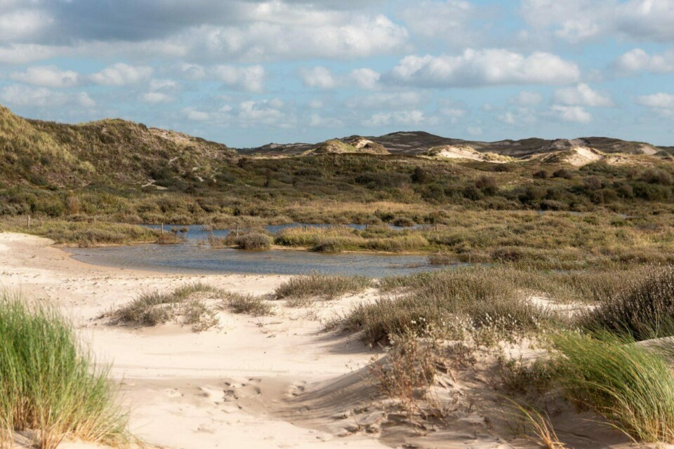 Wandern im Noordhollands Duinreservaat bei Egmond aan Zee