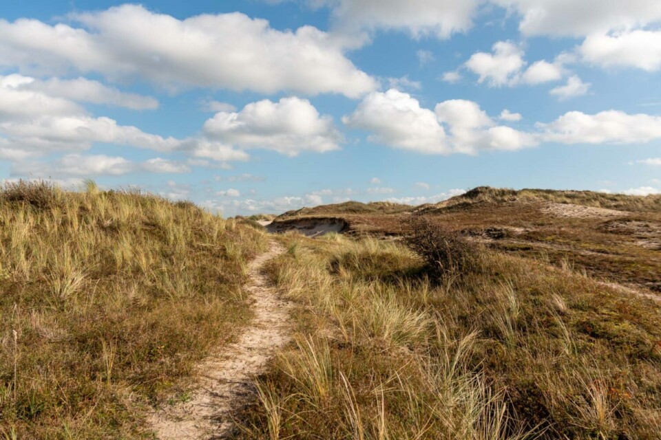 Wandern im Noordhollands Duinreservaat bei Egmond aan Zee