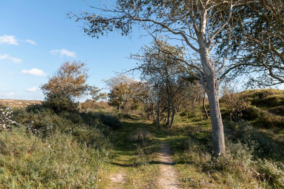 Wandern im Noordhollands Duinreservaat bei Egmond aan Zee