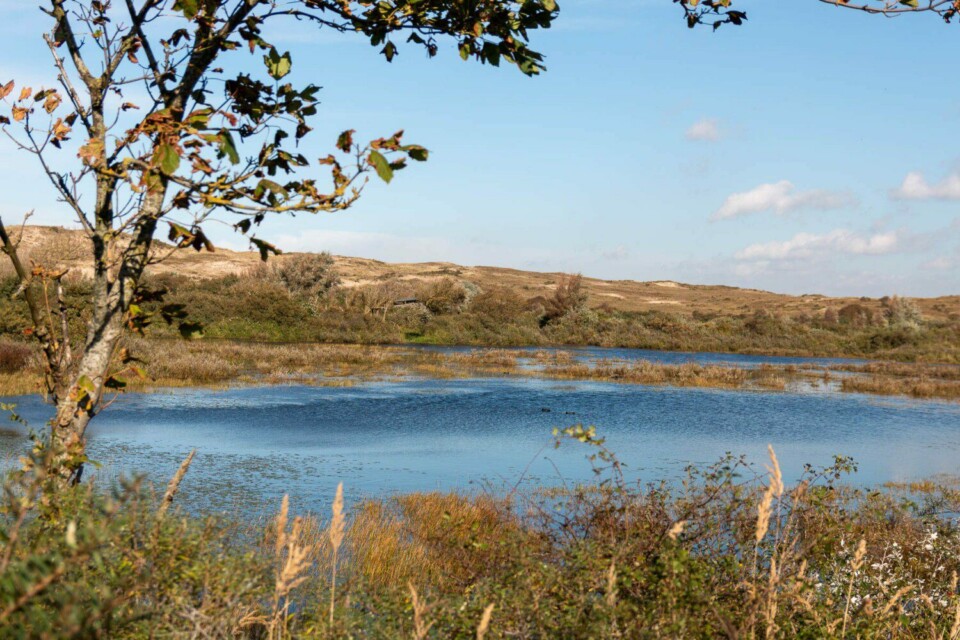 Wandern im Noordhollands Duinreservaat bei Egmond aan Zee