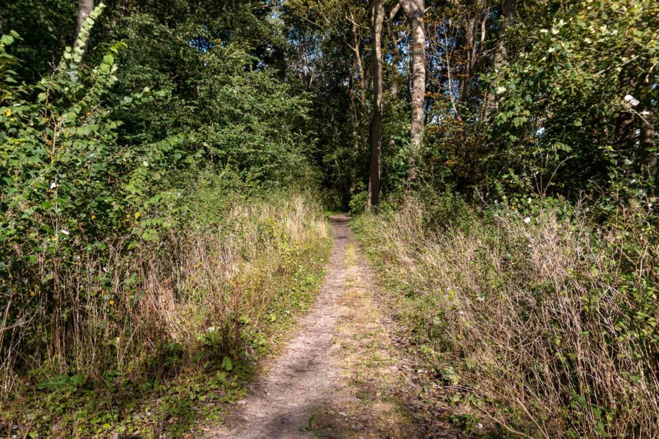 Wandern im Noordhollands Duinreservaat bei Egmond aan Zee