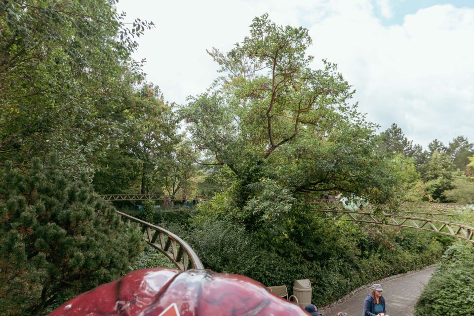 Schmetterlingsflug