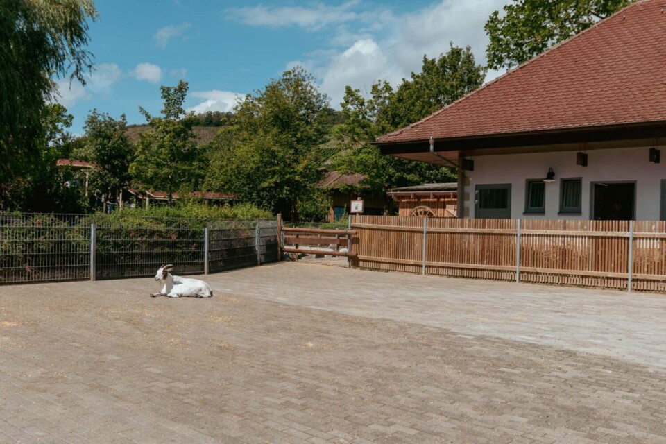 Streichelzoo in Tripsdrill