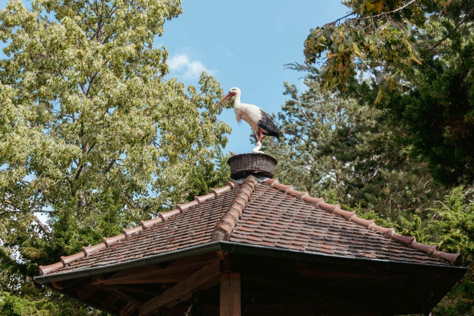 Erlebnispark Tripsdrill