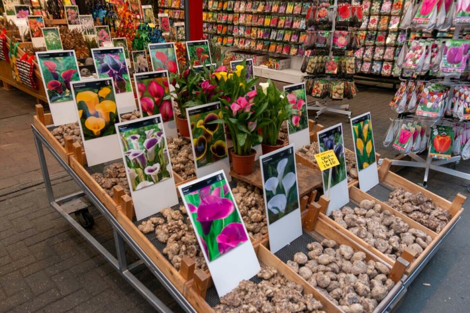 Bloemenmarkt in Amsterdam