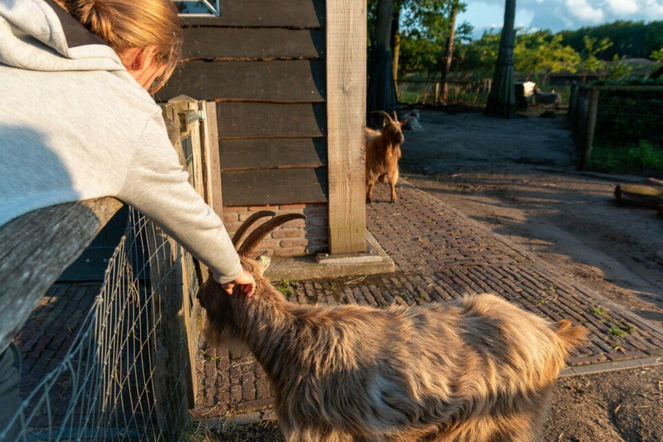 Der Streichelzoo im Efteling Loonsche Land