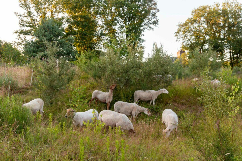 Schafsherde im Efteling Loonsche Land