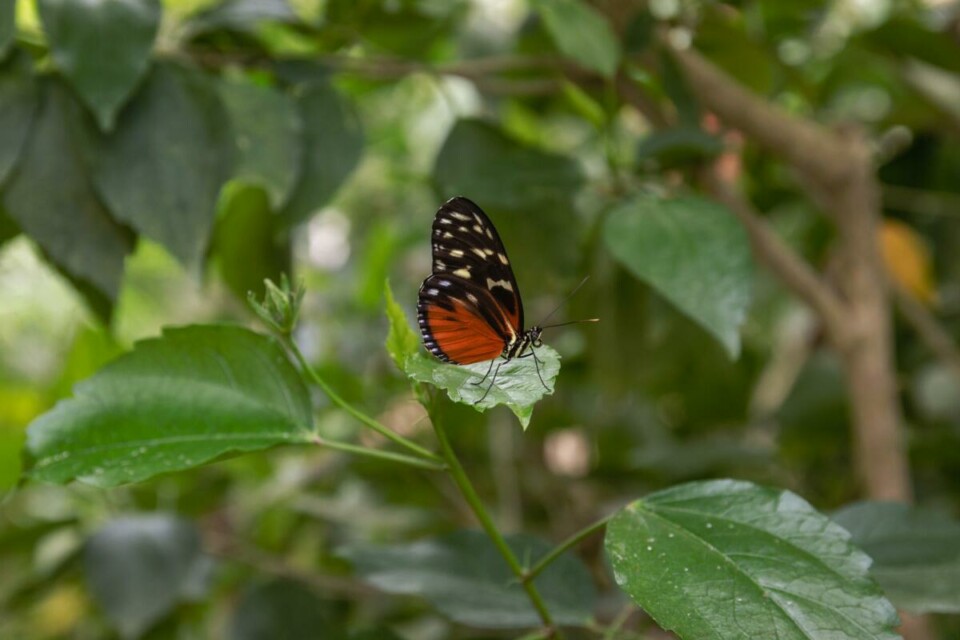 Schmetterling im Naturospace in Honfleur Schmetterling im Naturospace in Honfleur