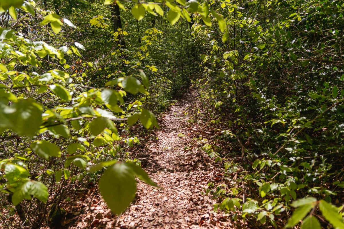 Fränkis Bergische Trampelpfade: Rund um Wuppertal-Sudberg