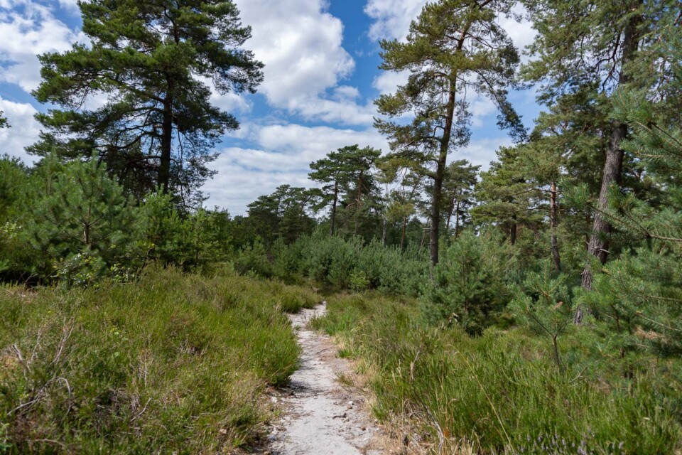Die Brunssummerheide – Wandern & Radfahren in der Heide